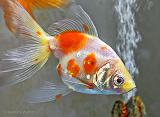 White & Orange Fish_P1170049